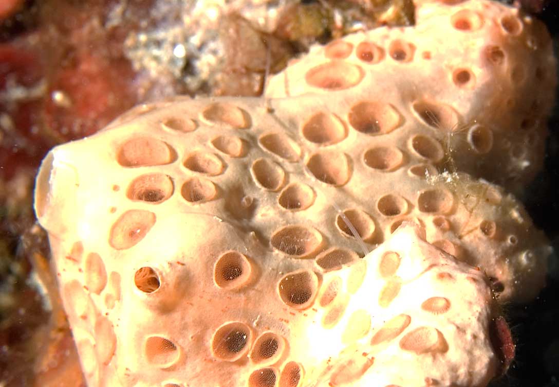 Hemimycale columella